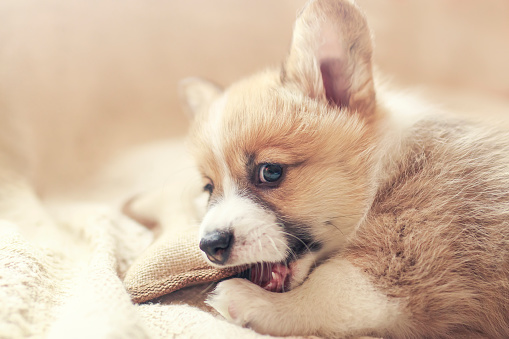 cute little Corgi dog puppy lies in a soft bed and nibbles on a toy