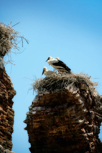 istock stork nest on old chimney with storks 1173370018