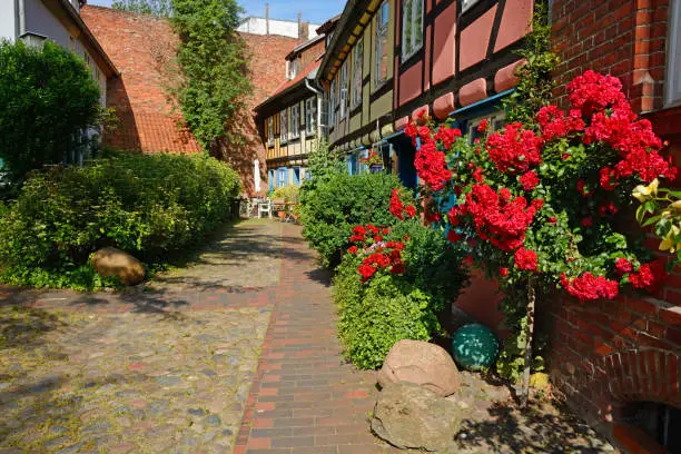 Am Johanniskloster corner in Straslund in sunny morning (Germany). Rose bushes in front of the small houses. UNESCO Heritage Site.