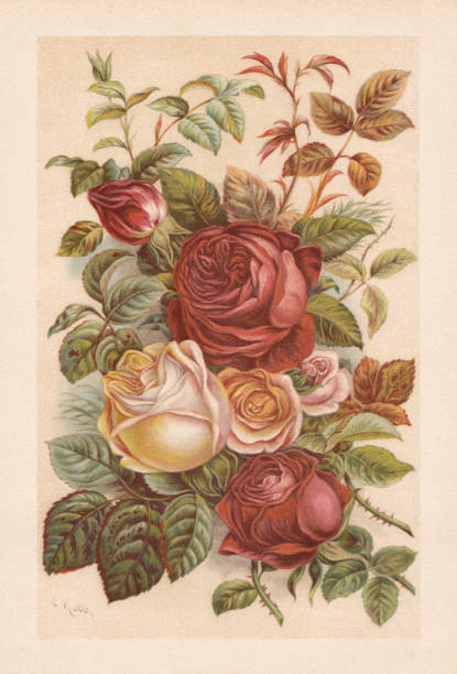 illustrations, cliparts, dessins animés et icônes de roses, chromolithographe, publié en 1894 - lithograph