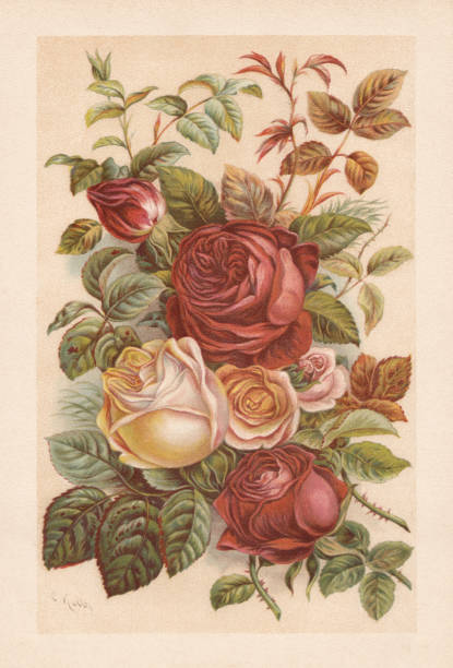 illustrazioni stock, clip art, cartoni animati e icone di tendenza di roses, chromolithograph, pubblicato nel 1894 - germany illustration and painting engraving engraved image