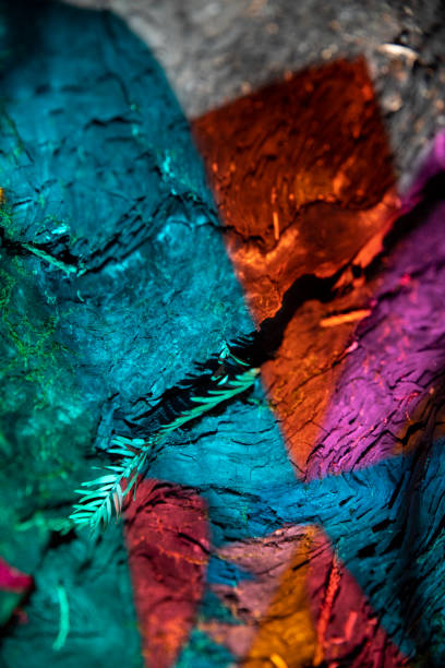These photos have been taken in the Montgomery Woods State Reserve with a full frame camera. Photography of environment details with an analog rainbow filter and natural sunlight . These photos have no digital treatment to add the colors, the raw original file include the effects.