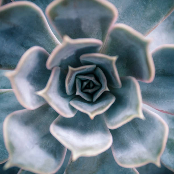 istock leaves on a plant 1173371474