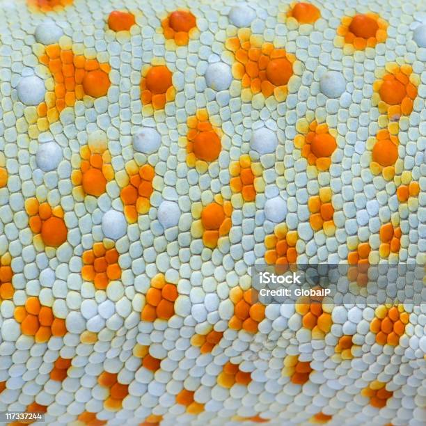 Closeup On A Colourful Reptile Skin Stock Photo - Download Image Now - Animal Scale, Backgrounds, Reptile