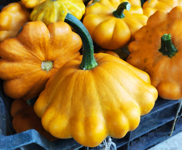 żółty pattypan squash. - pattypan squash zdjęcia i obrazy z banku zdjęć