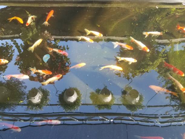 istock orange and white fish in water 1173373011