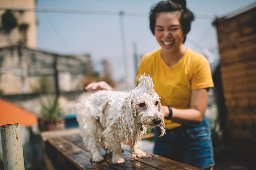 an asian chinese teenager girl applying shampoo on her toy poodle pet dog at the front / back yard of her house during weekend day time cleaning up and taking bath for her pet