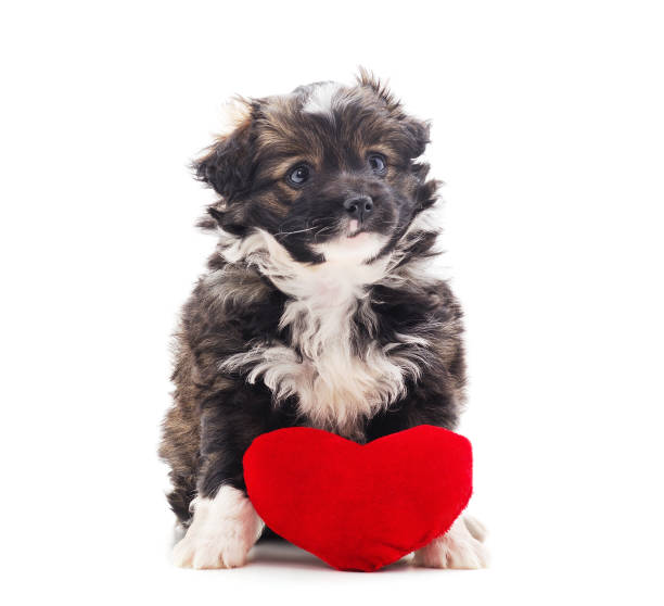 istock One little dog with a red heart. 1173375319