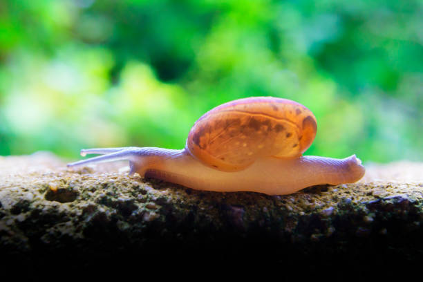 istock Snail Close-Up in the green grass backgrounds 1173375351