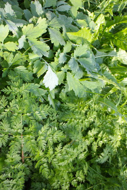 istock weed burdock in the sun in summer 1173375534