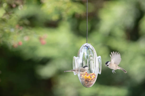 istock Two white wagtail at glass bird feeder filled with seeds 1173376250