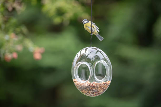 istock Blue tit perching at glass bird feeder filled with seeds 1173376811