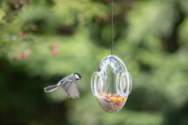 istock Flying great tit is approaching a transparent glass bird feeder filled with seeds 1173376873