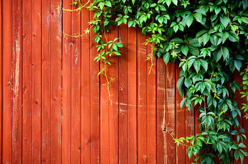 old red wooden fence in the village, part of which was covered with ivy. copy space