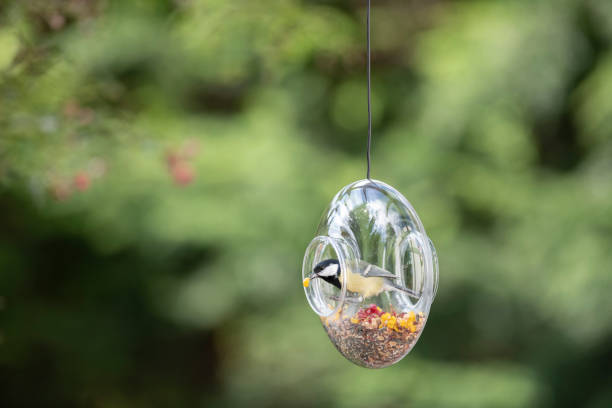 istock Great tit sitting inside transparent glass bird feeder filled with seeds 1173376949