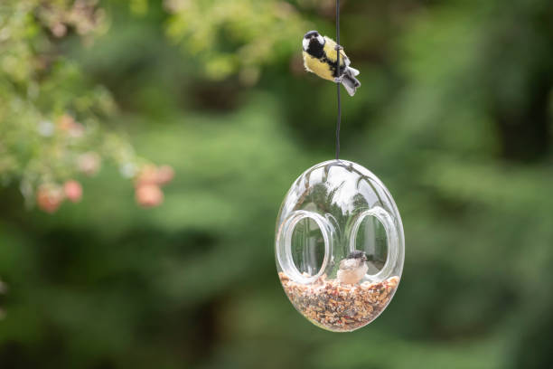 istock Great tit perching at glass bird feeder filled with seeds 1173377006