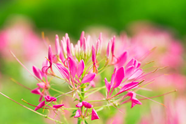 istock Closeup nature pink flower with copy space 1173377038