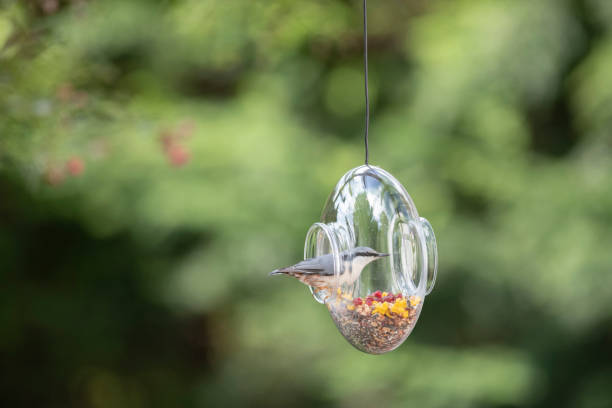 istock Nuthatch perching at glass bird feeder filled with seeds 1173377107