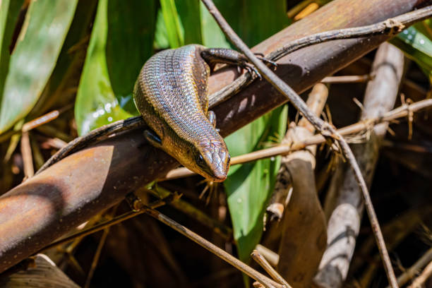 Skink looking for food in nature