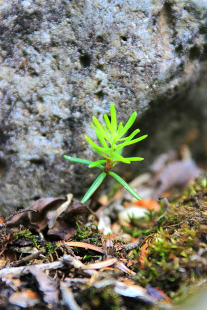 istock Hallasan, Mountain, Mountain, Mountain, Forest, Mountain, Forest, Forest, Azalea, Rock, YoungSil Course, YoungSil Course, 1173378680