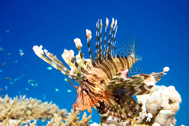 istock Hunting of the pterois 1173378733