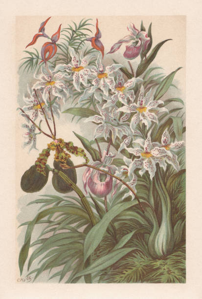 ilustraciones, imágenes clip art, dibujos animados e iconos de stock de orquídeas, cromolitografía, publicada en 1894 - moth orchid