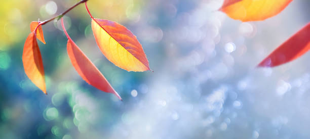 istock Autumn natural background with yellow and orange leaves. Copy space. 1173379164