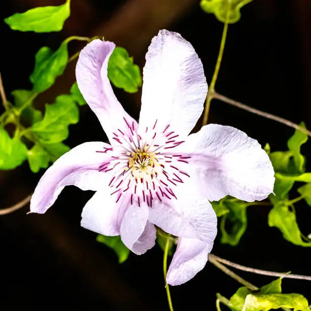 Photo of Nelly moser clematis known as traveller's joy, virgin's bower, old man's beard, leather flower or vase vine