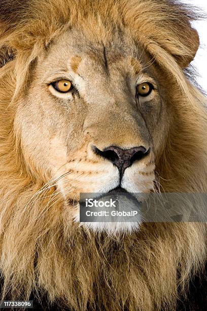 Leão - Fotografias de stock e mais imagens de Adulto - Adulto, Animal, Animal macho