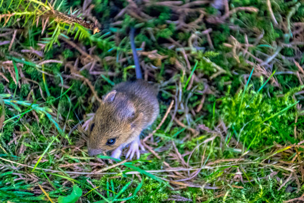 istock Young bank vole (Myodes glareolus, formerly Clethrionomys glareolus) hidden in the grass 1173381203