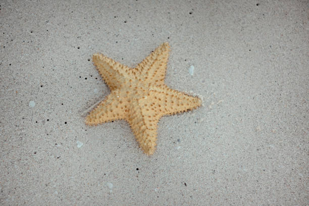 istock Dry starfish on white sand after low tide. 1173381208