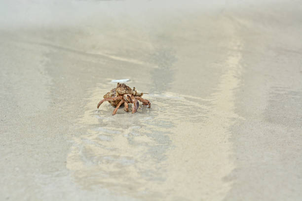 istock A hermit crab with a shell crawling on the white sand. 1173381756