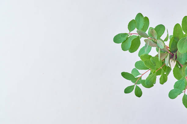istock Branches with green leaves on a light background 1173381997