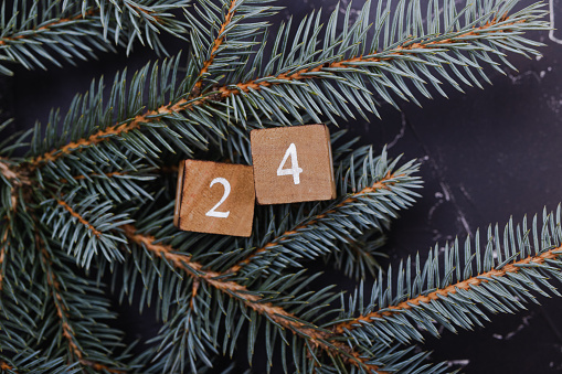 Advent calendar. Countdown to Christmas. Number  twenty four. Branches of blue spruce on a dark background.
