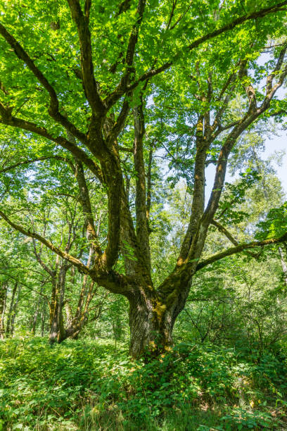 istock Nisqually Wetlands Trees 1173383369