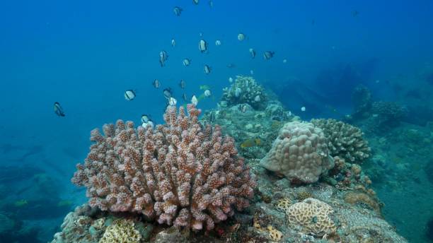 damegoista na destruição submarino, japão - deep sea staghorn coral school of fish - fotografias e filmes do acervo