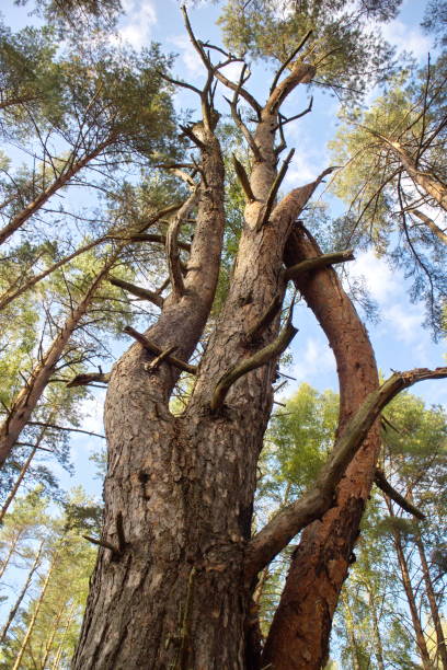istock relaxing in a pine forest on a summer day 1173384072