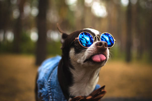 istock Stylish chihuahua with glasses 1173384216
