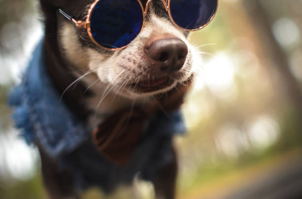 istock Stylish chihuahua with glasses 1173384243