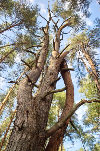 istock relaxing in a pine forest on a summer day 1173384798