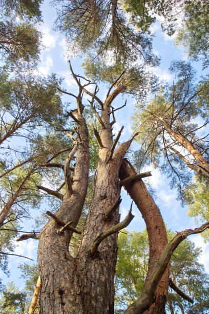 istock relaxing in a pine forest on a summer day 1173384898