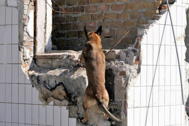 Search and rescue dog Search and rescue dog jumping up to a wall to find a victim search and rescue dog photos stock pictures, royalty-free photos & images