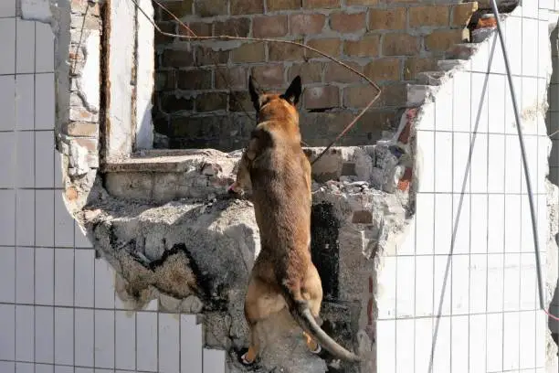 Search and rescue dog jumping up to a wall to find a victim