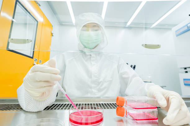A scientist culturing cells and pipetting growth medium into petri dish and flasks for cell culture assay in Biological Safety Cabinet (BSC). stock photo