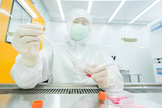 ein wissenschaftler, der zellen kultiviert und wachstumsmedium in petrischale und kolben für zellkultur-assay im biological safety cabinet (bsc) pfeift. - laminar flow cabinet stock-fotos und bilder