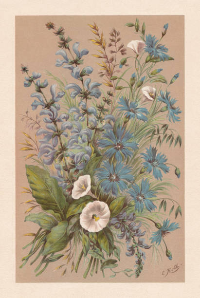 Meadow clary and cornflowers, chromolithograph, published in 1894 Meadow clary (Salvia pratensis) and cornflowers (Centaurea cyanus). Chromolithograph, published in 1894. brown background illustrations stock illustrations