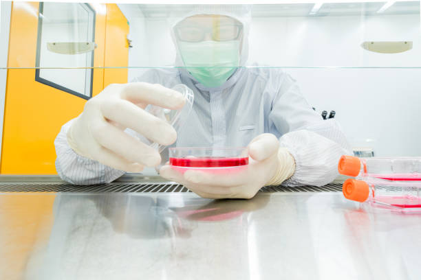 istock A scientist culturing cells and pipetting growth medium into petri dish and flasks for cell culture assay in Biological Safety Cabinet (BSC). 1173386982