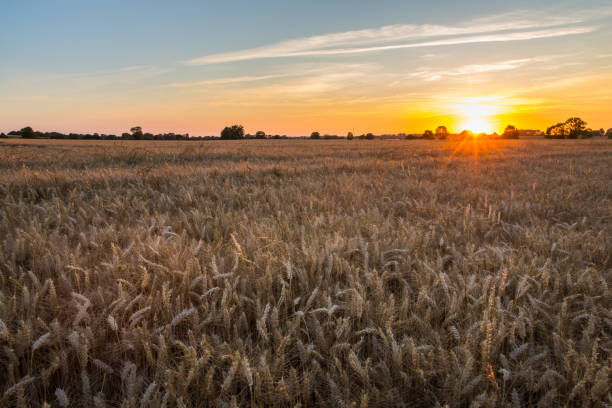 istock Sunset over Golden Wheat Field in Normandy - Portrait version 1173387016