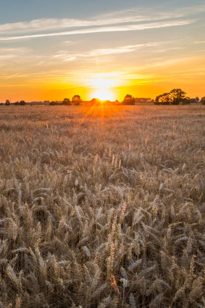 istock Sunset over Golden Wheat Field in Normandy - Portrait version 1173387046