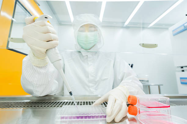 istock A scientist culturing cells and pipetting growth medium into petri dish and flasks for cell culture assay in Biological Safety Cabinet (BSC). 1173387379